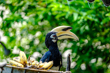 Hornbill on the tree  branch , Angthong National Park, Ko Phaluai, Ang Thong, Ko Samui District, Surat Thani, Thailand