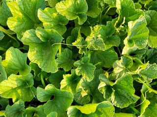 green leaves of a plant