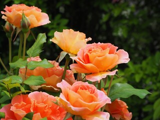 orange rose