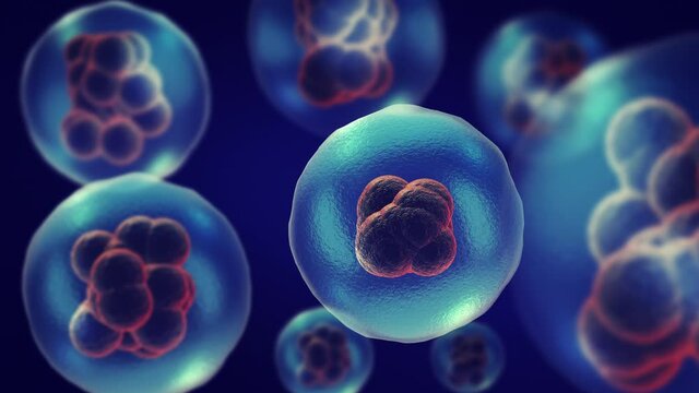 Dividing or multiplying cells or Mitosis