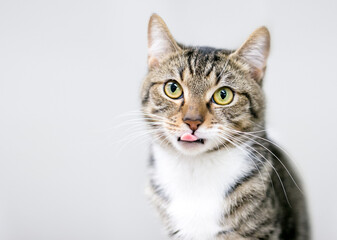 A shorthair cat with tabby and white markings licking its lips