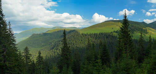 Alpine meadows of Rodna mountains lighted by the sunset's last sun rays. Wild coniferous forests grow on the mountain sides. Carpathia, Romania. © Alexandru V