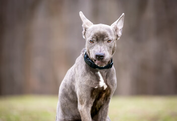 A mixed breed dog holding its ears back and growling with a snarling expression