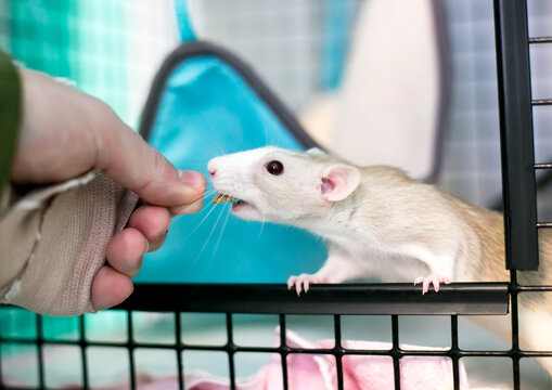 Pet Fancy Rats
