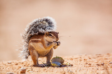 Cape ground squirrel eating seed isolated in natural background in Kgalagadi transfrontier park, South Africa; specie Xerus inauris family of Sciuridae