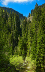 Vertical panorama of Latorita river flowing through a spruce forest. Capatanii Mountains.
