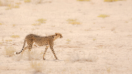 Cheetah walking on dry land in Kgalagadi transfrontier park, South Africa ; Specie Acinonyx jubatus family of Felidae