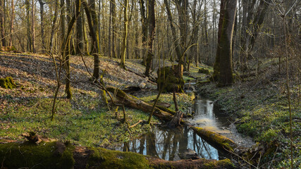 Fototapeta na wymiar A small creek flowing through an oak woodland during sunset. Springtime season, Dumbrava Forest, Sibiu, Romania.