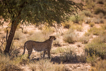 Cheetah standing in tree shadow in Kgalagadi transfrontier park, South Africa ; Specie Acinonyx jubatus family of Felidae