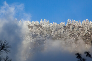 Morning mountain with snow on the evergreen trees