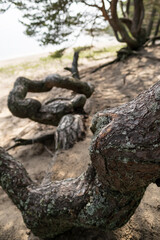 Powerful winding pine trunk, on the sandy seashore, on a summer day.