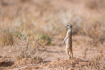 Meerkat standing up in alert in scrubland in Kgalagadi transfrontier park, South Africa; specie Suricata suricatta family of Herpestidae