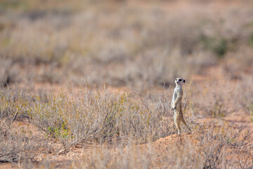 Meerkat in scrubland habitat in Kgalagadi transfrontier park, South Africa; specie Suricata suricatta family of Herpestidae