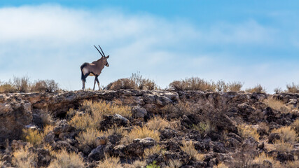 South African Oryx walking on top of the cliff in Kgalagadi transfrontier park, South Africa;...