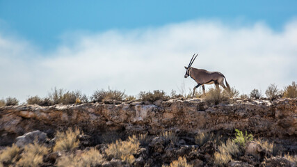 South African Oryx walking on top of the cliff in Kgalagadi transfrontier park, South Africa;...