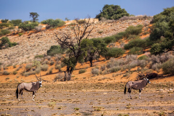 Fototapeta na wymiar Two South African Oryx in desert scenery after rain in Kgalagadi transfrontier park, South Africa; specie Oryx gazella family of Bovidae