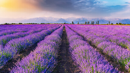 Lavender fields at sunset time - obrazy, fototapety, plakaty