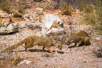 Two Yellow mongooses in scrubland in Kgalagadi transfrontier park, South Africa; specie Cynictis penicillata family of Herpestidae
