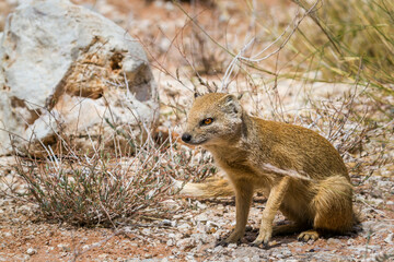 Yellow mongoose seated in dry land in Kgalagadi transfrontier park, South Africa; specie Cynictis penicillata family of Herpestidae