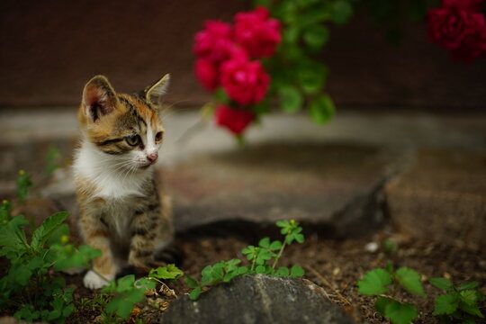 Lovely tricolor kitten rest among red roses in the summer garden