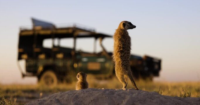 Funny cute animals. Close-up portrait of two meerkats standing on their burrow with a safari vehicle in the background