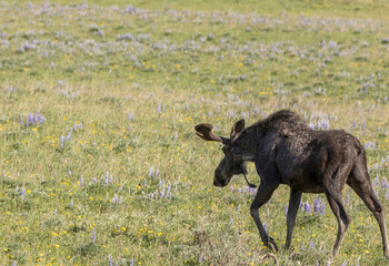Moose walking in wildflower mountain meadow  - Powered by Adobe