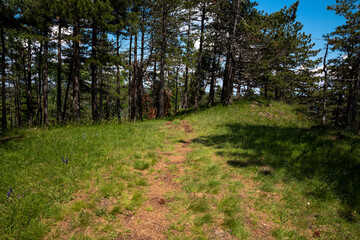 Hiking trail in the mountain Divcibare in Serbia
