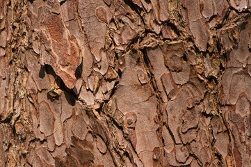 The surface of an old Mahogany (Swietenia mahagoni) tree bark - obrazy, fototapety, plakaty