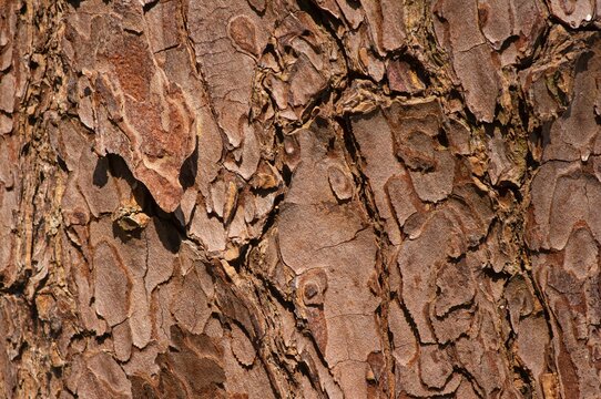 The surface of an old Mahogany (Swietenia mahagoni) tree bark