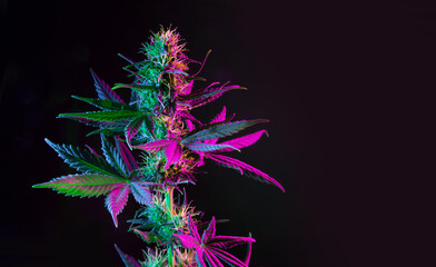 Purple green marijuana plant on black background. Colored neon large leaves and buds of cannabis hemp. Hemp bush and empty space for text - obrazy, fototapety, plakaty