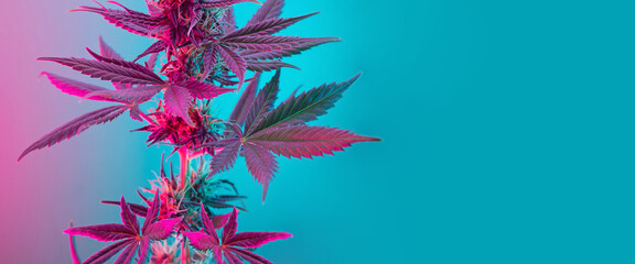 Cannabis leaves banner. Cannabis marijuana foliage with a purple pink pastel tint. Large purple leafs of cannabis plant on blue background. Medicinal hemp banner with empty place for text - obrazy, fototapety, plakaty