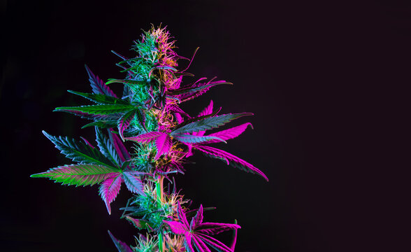 Purple green marijuana plant on black background. Colored neon large leaves and buds of cannabis hemp. Hemp bush and empty space for text
