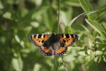 Small tortoiseshell Butterfly