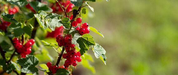 Obraz premium Red currants in the garden.