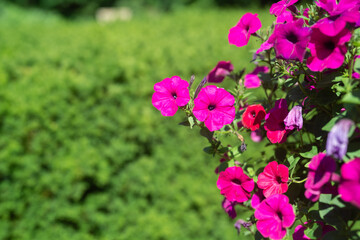 Beautiful Petunia on a sunny day in Ontario Canada	