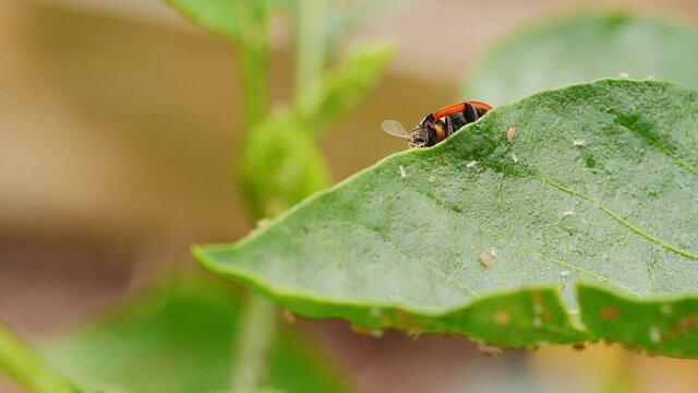 Ladybug on a pepper leaf eats aphids