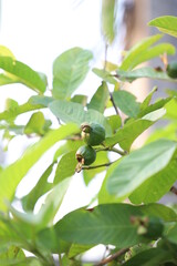 Some green small guavas hanging from the tree in nature