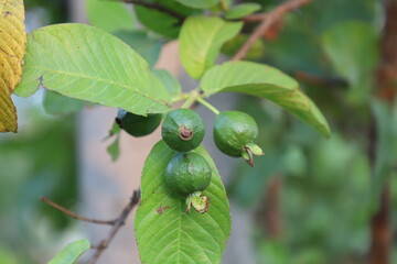 Some green small guavas hanging from the tree in nature