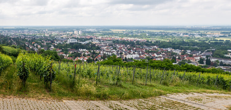 Vine field with Bensheim city in background, summer, germany