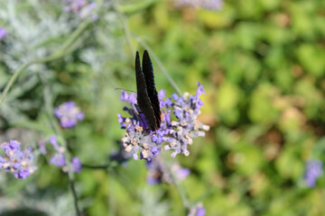Farfalla