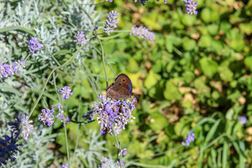 Farfalla colorata sulla lavanda