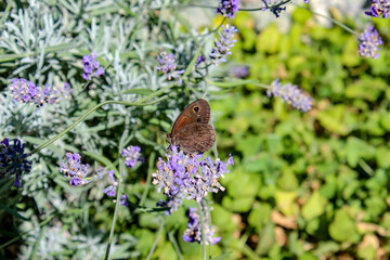 Farfalla e lavanda