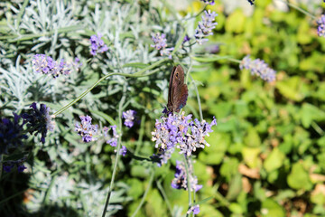 Farfalla iridescente sulla lavanda