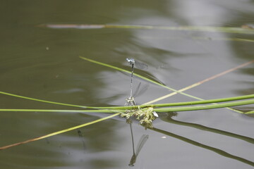 White-Legged Damselflies mating
