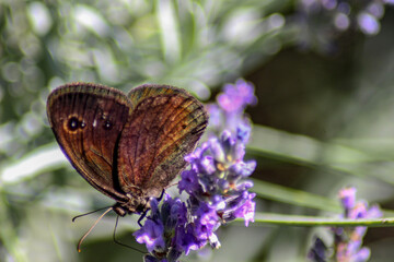 Farfalla ramata