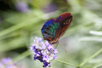 Iridescenza astratta