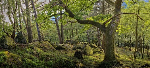 mossy tree panoramic photo in forest with rocks on summer