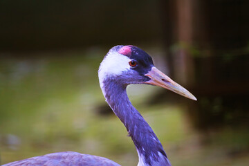 Sandhill Crane at the George C. Reifel Migratory Bird Sanctuary, Delta, British Columbia.