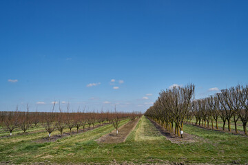 Image of apple orchard in early spring.