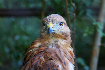 Golden Eagle (Aquila chrysaetos) on a Branch in summer. Close-up.